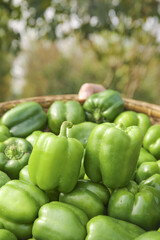 Fresh Green Bell Peppers and Cucumbers in Wicker Basket Outdoor Harvest
