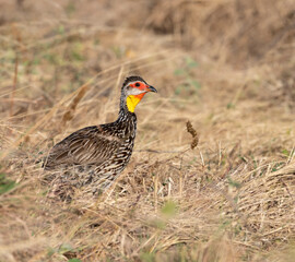 Yellow-necked spurfowl (Pternistis leucoscepus) standing alert in the dry savannah grasslands of Tsavo East National Park, Kenya.