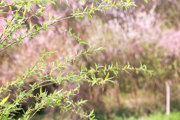 Spring Forest Scene with Green Branches and Cherry Blossoms in Sunshine