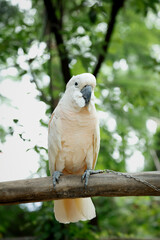 White Cockatoo Parrot Perched on Branch in Natural Forest Environment