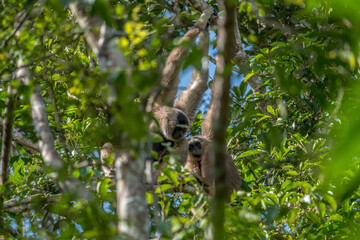 The crowned gibbon is a small, tailless ape with a slender build, a flat face, a broad chest, and very long arms compared to its relatively short legs.