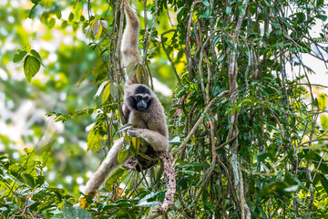 The crowned gibbon is a small, tailless ape with a slender build, a flat face, a broad chest, and...