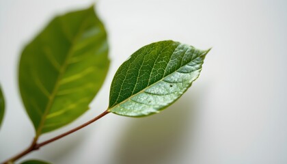 Obraz premium A close up of two fresh green leaves resting on a surface. The leaves show signs of life with small droplets clinging to their edges, possibly due to recent rainfall or humidity