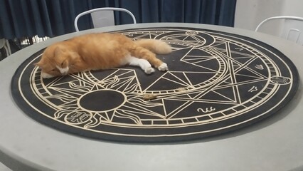 Orange Cat emerge from magic portal