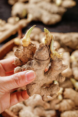Fresh Ginger Root with Green Sprouts and Buds Ready for Planting