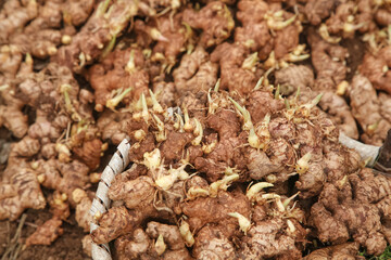 Fresh Ginger Roots with Yellow Sprouting Buds from Shandong China Market Display