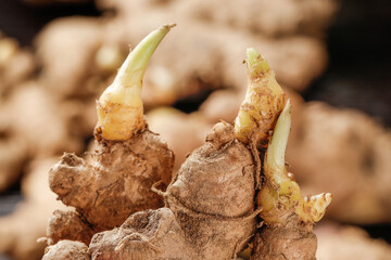 Fresh Ginger Root with Yellow Sprouting Seedlings - Organic Agriculture and Planting Concept