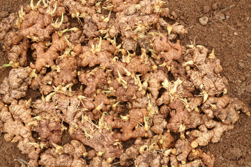 Fresh Ginger Sprouts and Seeds with Yellow Seedlings Growing in Soil - Shandong Agriculture