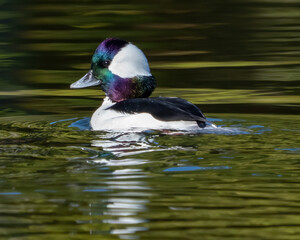 Bufflehead ducks swimming in the lake