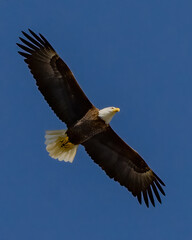 Bald Eagle in flight