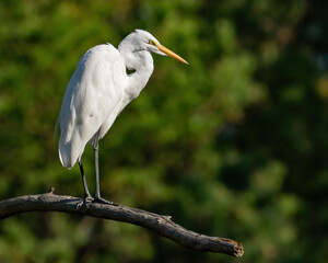 Great Egret posing and in flight