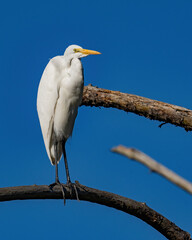 Great Egret posing and in flight