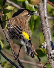 Yellow Rumped Warbler on a branch