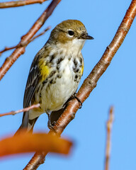 Yellow Rumped Warbler on a branch