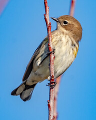 Yellow Rumped Warbler on a branch