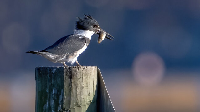 Male Kingfisher bird looking for food. - Powered by Adobe
