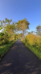 Morning Sunlight on Tranquil Country Road: Perspective View Through Tropical Greenery