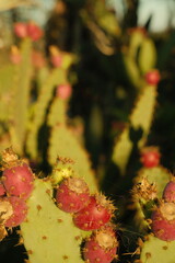 Close up of flowering green cactus plant in san diego california