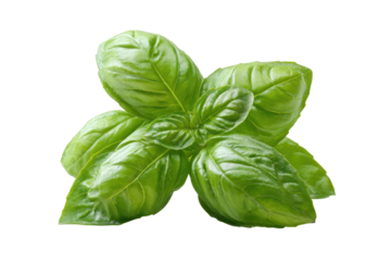 Vibrant green herb sprigs with detailed leaves