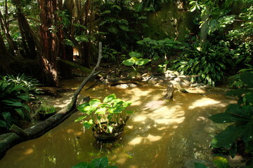 Aesthetic aquatic plants growing in little marsh in a leafy clearing with sunlight basked