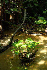 Aesthetic aquatic plants growing in little marsh in a leafy clearing with sunlight basked