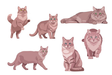 Dusty Rose Turkish Van Cat Multiple Poses Flat Vector Illustration Isolated on White Background