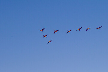 the movement of autumn iron birds