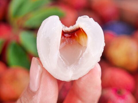 Fresh Lychee Fruit Peeled Open Showing White Flesh and Seed from Maoming China Tropical Exotic Asian Fruit