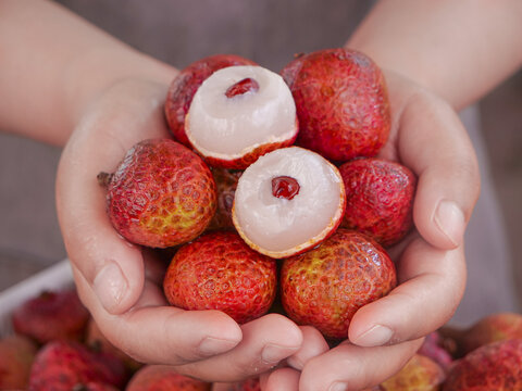 Fresh Lychee Fruits from Lingshan Maoming China in Hands Showing White Flesh and Red Seed Tropical Asian Fruit