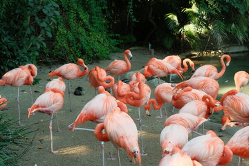Beautiful flock of pink flamingoes sleeping and standing on one leg