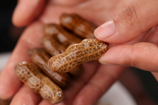 Hands Holding Fresh Wet Marinated Peanuts in Shell with Brine Saltwater