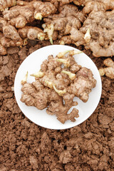 Fresh Ginger Root Sprouts and Seedlings Growing in Soil with Green Shoots on White Plate