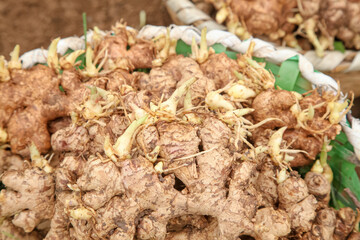 Fresh Ginger Root with Yellow Sprouts at Asian Market - Shandong Yunnan Traditional Spice Harvest