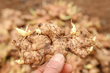 Fresh Ginger Root with Yellow Sprouts - Raw Sprouting Ginger Rhizome from Shandong Yunnan China