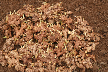 Sprouted Ginger Rhizomes with Yellow Seedlings Growing in Soil - Fresh Ginger Cultivation