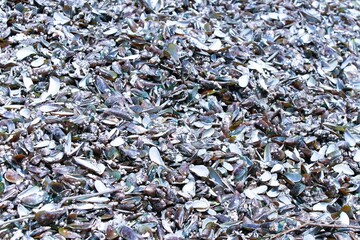 A detailed and colorful seashell texture perfect for nature themes, backgrounds, packaging, and coastal-inspired design projects. Ideal for creative and commercial use.