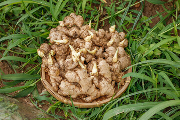 Fresh Ginger Roots with Yellow Sprouts in Bamboo Basket - Yunnan Organic Harvest