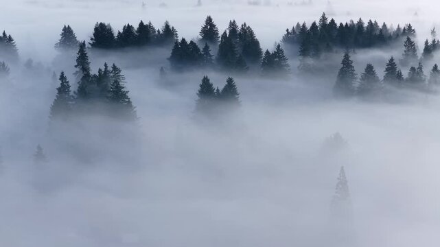 Thick fog drifts through a scenic, forested Pacific Northwest landscape near Portland, Oregon. Fog and mist forms when moist air cools to its dew point, causing water vapor to condense.