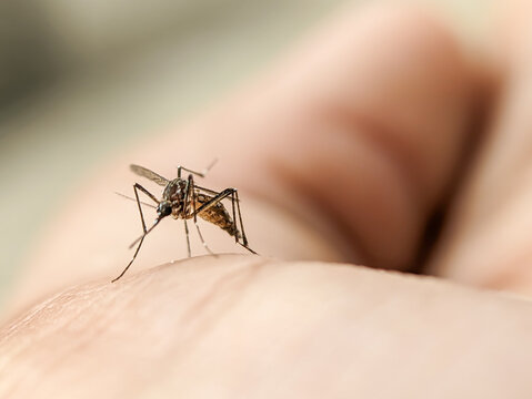 Close-up of a dengue mosquito biting human skin. Aedes aegypti transmits the dengue hemorrhagic fever virus through bites. Malaria, Zika, chikungunya, yellow fever.