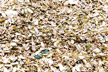 A detailed and colorful seashell texture perfect for nature themes, backgrounds, packaging, and coastal-inspired design projects. Ideal for creative and commercial use.