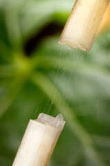 Fresh Lotus Root Vegetables Being Washed with Water from Bamboo Tube in Natural Setting