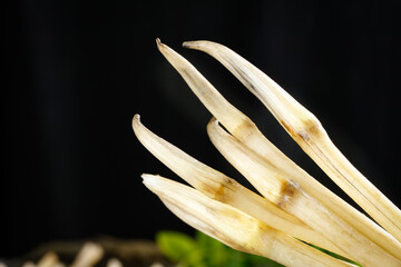 Fresh Razor Clams Bamboo Shoots Seafood Ingredients Asian Cooking Natural Food Photography