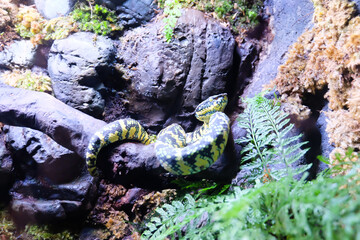 Strikingly Vibrant Yellow and Black Patterned Snake Coiled Gracefully on a Rock Amid Lush Green Ferns and Moss in a Tropical Terrarium Habitat