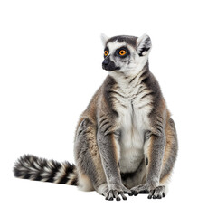 Obraz premium Ring tailed lemur sitting gracefully isolated on transparent background