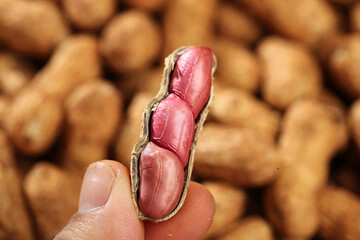 Fresh Red Skinned Peanuts in Shell - Raw Groundnuts Ready for Cooking
