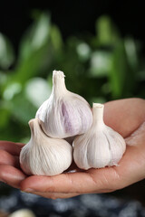 Fresh Garlic Bulbs in Hands - Shandong Farm Harvest Organic Vegetables