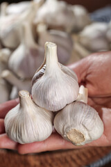 Fresh Garlic Bulbs from Shandong Farm - White Heads in Hands at Local Market