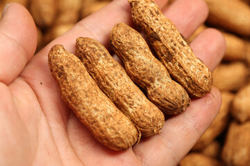 Fresh Raw Peanuts in Shells Held in Hand - Natural Agricultural Harvest Food Photography