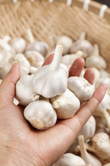 Fresh Shandong Farm Garlic Bulbs in Hands - Organic White Heads Agricultural Produce Market Display