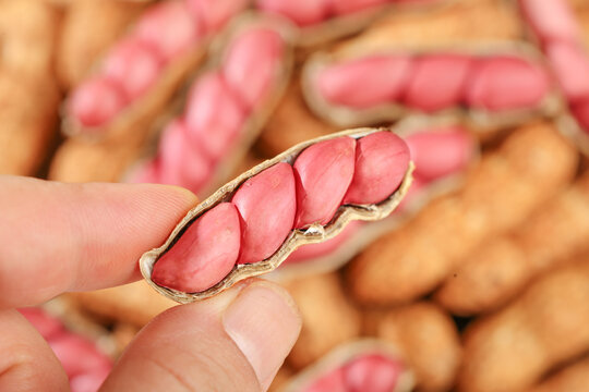 Fresh Shelled Red Peanuts with Pink Nuts Inside - Hand Holding Open Wet Peanut Shell